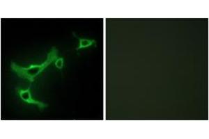 Immunofluorescence (IF) image for anti-Tripartite Motif Containing 3 (TRIM3) (AA 1-50) antibody (ABIN2889342) (TRIM3 Antikörper  (AA 1-50))