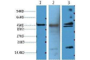 Western Blotting (WB) image for anti-Aquaporin 4 (AQP4) antibody (ABIN3178615) (Aquaporin 4 Antikörper)