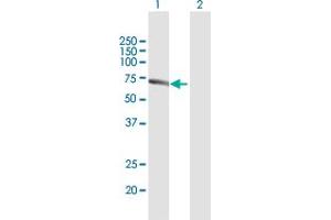 Western Blotting (WB) image for anti-Protein Kinase C and Casein Kinase Substrate in Neurons 2 (PACSIN2) (AA 1-486) antibody (ABIN949049)