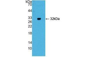 Western blot analysis of recombinant Mouse GIF. (Intrinsic Factor Antikörper  (AA 31-288))
