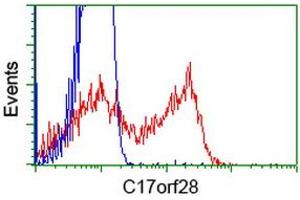 HEK293T cells transfected with either RC206740 overexpress plasmid (Red) or empty vector control plasmid (Blue) were immunostained by anti-C17orf28 antibody (ABIN2452858), and then analyzed by flow cytometry. (HID1/DMC1 Antikörper)
