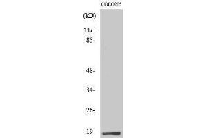 Western Blotting (WB) image for anti-Transcription Elongation Factor A (SII)-Like 1 (TCEAL1) (Internal Region) antibody (ABIN3180357) (TCEAL1 Antikörper  (Internal Region))