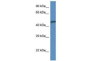 Western Blot showing UQCRC1 antibody used at a concentration of 1 ug/ml against Fetal Heart Lysate