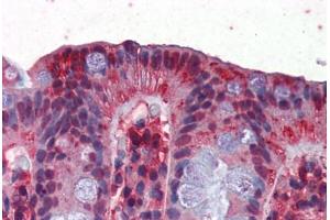 Human Colon (formalin-fixed, paraffin-embedded) stained with GAPDH antibody ABIN351435 at 2. (GAPDH Antikörper  (AA 51-100))