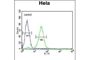 Flow cytometric analysis of Hela cells (right histogram) compared to a negative control cell (left histogram).