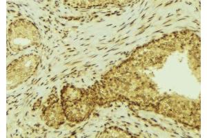 ABIN6277290 at 1/100 staining Mouse colon tissue by IHC-P. (FES Antikörper  (C-Term))