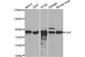 Western blot analysis of extracts of various cell lines, using JUP antibody (ABIN5970353) at 1/500 dilution. (JUP Antikörper)