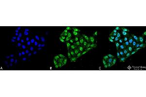 Immunocytochemistry/Immunofluorescence analysis using Mouse Anti-EndoPDI Monoclonal Antibody, Clone 2E7/7 . (P4HB Antikörper  (AA 52-63) (Atto 390))