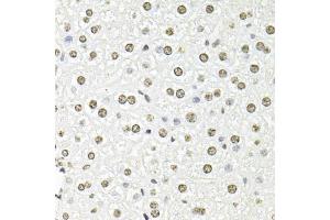 Immunohistochemistry of paraffin-embedded mouse liver using FBL antibody (ABIN6292110) at dilution of 1:100 (40x lens). (Fibrillarin Antikörper)
