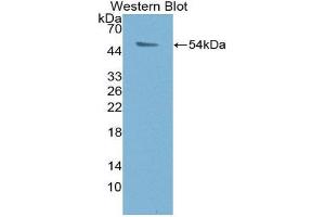 Western Blotting (WB) image for anti-Proteasome (Prosome, Macropain) 26S Subunit, ATPase, 1 (PSMC1) (AA 1-440) antibody (ABIN1870041) (PSMC1 Antikörper  (AA 1-440))