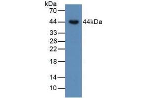 Figure. (BMP15 Antikörper  (AA 266-388))