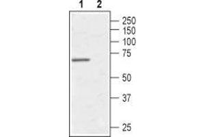 Western blot analysis of human Burkitt's lymphoma (Daudi) cell line: - 1. (AVPR1A Antikörper  (C-Term, Intracellular))