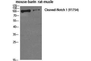 Western Blot (WB) analysis of specific cells using Cleaved-Notch 1 (V1754) Polyclonal Antibody. (Notch1 Antikörper  (cleaved, Val1754))