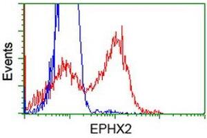 HEK293T cells transfected with either RC202489 overexpress plasmid (Red) or empty vector control plasmid (Blue) were immunostained by anti-EPHX2 antibody (ABIN2452988), and then analyzed by flow cytometry. (EPHX2 Antikörper)