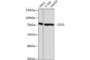 Western blot analysis of extracts of various cell lines using SIGLEC3/CD33 Polyclonal Antibody at dilution of 1:1000. (CD33 Antikörper)