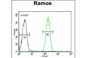 JHDM2b Antibody (Center) (ABIN656008 and ABIN2845384) flow cytometric analysis of Ramos cells (right histogram) compared to a negative control cell (left histogram). (KDM3B Antikörper  (AA 869-897))
