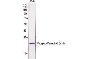 Western Blot (WB) analysis of specific cells using Phospho-Caveolin-1 (Y14) Polyclonal Antibody. (Caveolin-1 Antikörper  (pTyr14))
