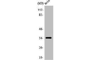 Western Blot analysis of HeLa cells using Olfactory receptor 6T1 Polyclonal Antibody (OR6T1 Antikörper  (C-Term))