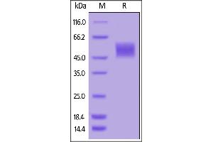 SDS-PAGE (SDS) image for Plasminogen Activator, Urokinase Receptor (PLAUR) (AA 23-303) (Active) protein (His tag,AVI tag,Biotin) (ABIN6973301)