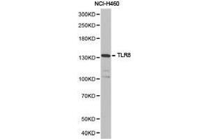 Western Blotting (WB) image for anti-Toll-Like Receptor 8 (TLR8) antibody (ABIN1875114)