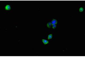 Immunofluorescent analysis of HepG2 cells using ABIN7163495 at dilution of 1:100 and Alexa Fluor 488-congugated AffiniPure Goat Anti-Rabbit IgG(H+L) (PLAC9 Antikörper  (AA 25-97))