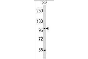 Western blot analysis in 293 cell line lysates (35ug/lane). (SRRT Antikörper  (N-Term))