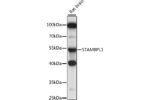Western blot analysis of extracts of rat brain, using ST antibody (ABIN7270582) at 1:1000 dilution. (STAMBPL1 Antikörper  (AA 120-250))
