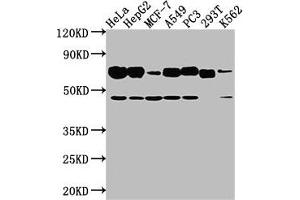 Western Blot Positive WB detected in: Hela whole cell lysate, HepG2 whole cell lysate, MCF-7 whole cell lysate, A549 whole cell lysate, PC3 whole cell lysate, 293T whole cell lysate, K562 whole cell lysate All lanes: SLC3A2 antibody at 1:2000 Secondary Goat polyclonal to rabbit IgG at 1/50000 dilution Predicted band size: 68, 58, 62, 72 kDa Observed band size: 68 kDa