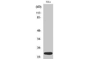 Western Blotting (WB) image for anti-Dynein Light Chain 1 (Internal Region) antibody (ABIN3180596) (Dynein Light Chain 1 (Internal Region) Antikörper)