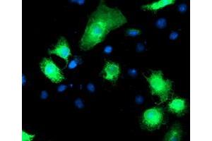 Anti-RPN1 mouse monoclonal antibody (ABIN2455097) immunofluorescent staining of COS7 cells transiently transfected by pCMV6-ENTRY RPN1 (RC201554). (RPN1 Antikörper)
