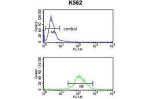 TAT Antibody (Center) flow cytometry analysis of K562 cells (bottom histogram) compared to a negative control cell (top histogram).