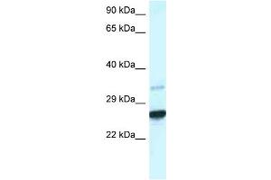 WB Suggested Anti-Cdx1 Antibody Titration: 1.