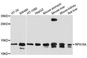 Western blot analysis of extracts of various cell lines, using RPS15A antibody. (RPS15A Antikörper  (AA 1-130))