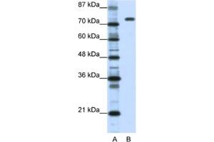 Western Blotting (WB) image for anti-Nucleolin (NCL) antibody (ABIN2462187) (Nucleolin Antikörper)