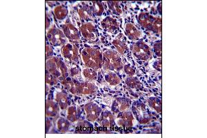 GOPC Antibody (C-term) (ABIN657393 and ABIN2846434) immunohistochemistry analysis in formalin fixed and paraffin embedded human stomach tissue followed by peroxidase conjugation of the secondary antibody and DAB staining. (GOPC Antikörper  (C-Term))