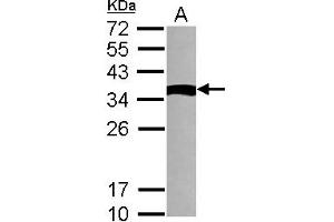 NME9 antibody  (AA 1-142)