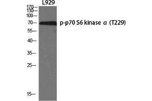 Western Blot (WB) analysis of specific cells using Phospho-p70 S6 kinase alpha (T229) Polyclonal Antibody.