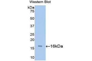 Western Blotting (WB) image for anti-Synuclein, alpha (SNCA) (AA 1-140) antibody (ABIN1715843) (SNCA Antikörper  (AA 1-140))