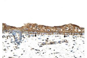 RBPMS antibody was used for immunohistochemistry at a concentration of 4-8 ug/ml to stain Squamous epithelial cells (arrows) in Human Skin. (RBPMS Antikörper  (N-Term))