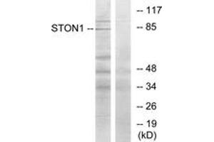 Western Blotting (WB) image for anti-Stonin 1 (STON1) (AA 686-735) antibody (ABIN2889835)