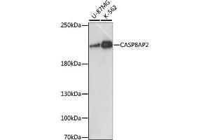 Western blot analysis of extracts of various cell lines, using C antibody (ABIN7266108) at 1:1000 dilution. (FLASH Antikörper  (AA 1733-1982))