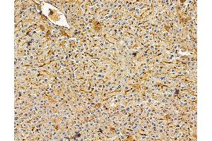ABIN7096070 and ABIN7100132 at 1/100 staining mouse liver tissue by IHC-P. (FAM54A Antikörper)