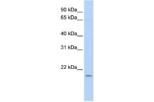 Western Blotting (WB) image for anti-Polymerase (DNA Directed), epsilon 3 (p17 Subunit) (POLE3) antibody (ABIN2460013) (POLE3 Antikörper)