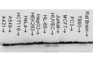 Western Blot analysis of Human Cell line lysates showing detection of Hsp60 protein using Mouse Anti-Hsp60 Monoclonal Antibody, Clone LK-1 . (HSPD1 Antikörper  (Atto 594))