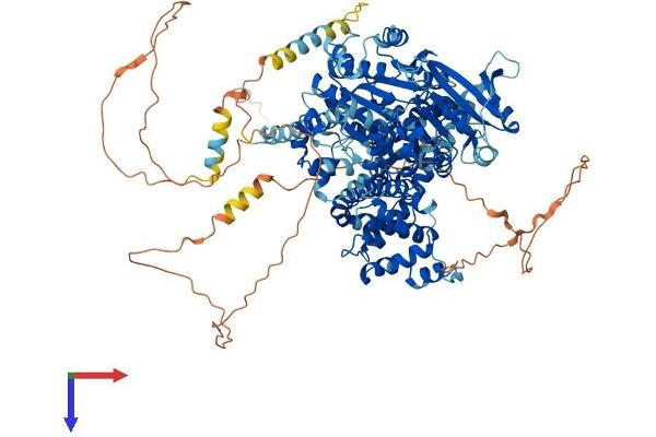 HEL308 Protein (AA 1-1069) (His tag)