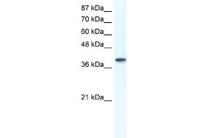 WB Suggested Anti-TCFAP4 Antibody Titration:  1. (TFAP4 Antikörper  (Middle Region))