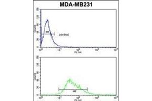 CYP21A2 Antibody (Center) (ABIN652409 and ABIN2842001) flow cytometric analysis of MDA-M cells (bottom histogram) compared to a negative control cell (top histogram). (CYP21A2 Antikörper  (AA 216-246))