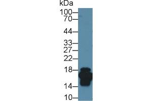 Western Blot; Sample: Mouse Small intestine lysate; Primary Ab: 1µg/ml Rabbit Anti-Mouse FABP2 Antibody Second Ab: 0. (FABP2 Antikörper  (AA 2-132))