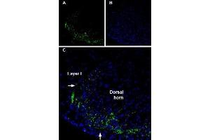 Immunohistochemistry (IHC) image for anti-Gap Junction Protein, delta 2, 36kDa (GJD2) (AA 170-182) antibody (Atto 488) (ABIN7043206)