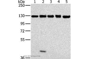 Western blot analysis of NIH/3T3, 231, hela, K562 and 293T cell, using MATR3 Polyclonal Antibody at dilution of 1:400 (MATR3 Antikörper)